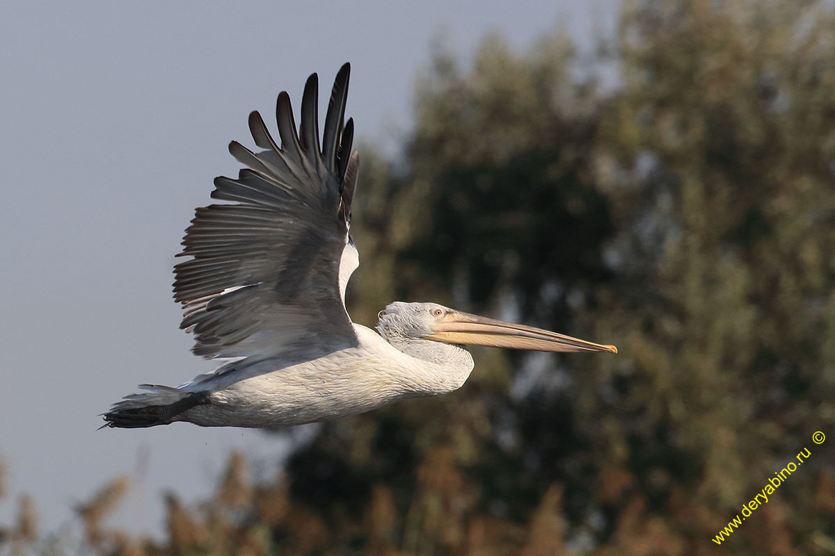   Pelecanus crispus Dalmatian pelican