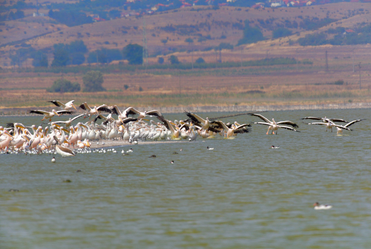   Pelecanus onocrotalus Great White Pelican