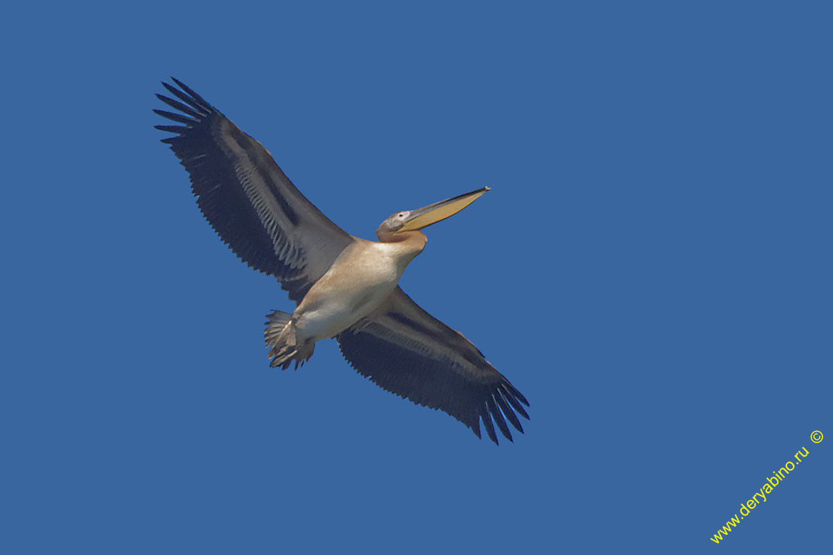   Pelecanus onocrotalus Great White Pelican