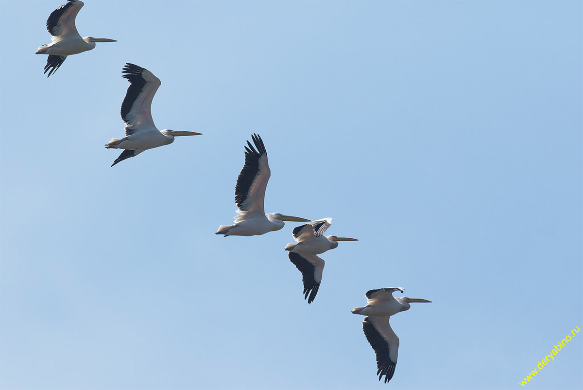   Pelecanus onocrotalus Great White Pelican