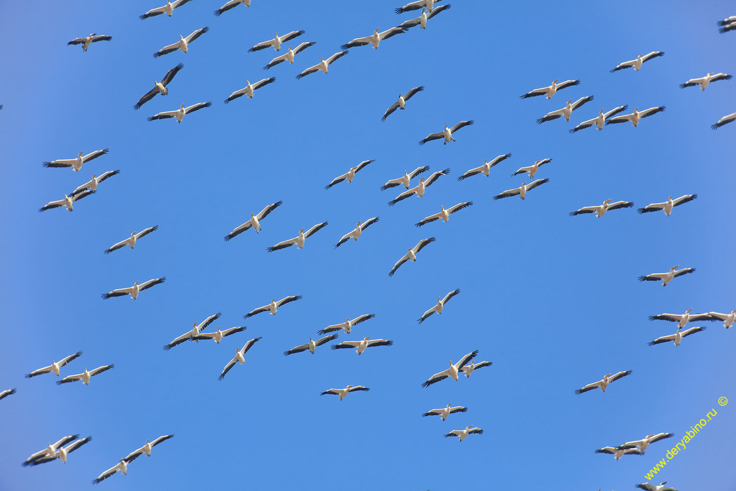   Pelecanus onocrotalus Great White Pelican