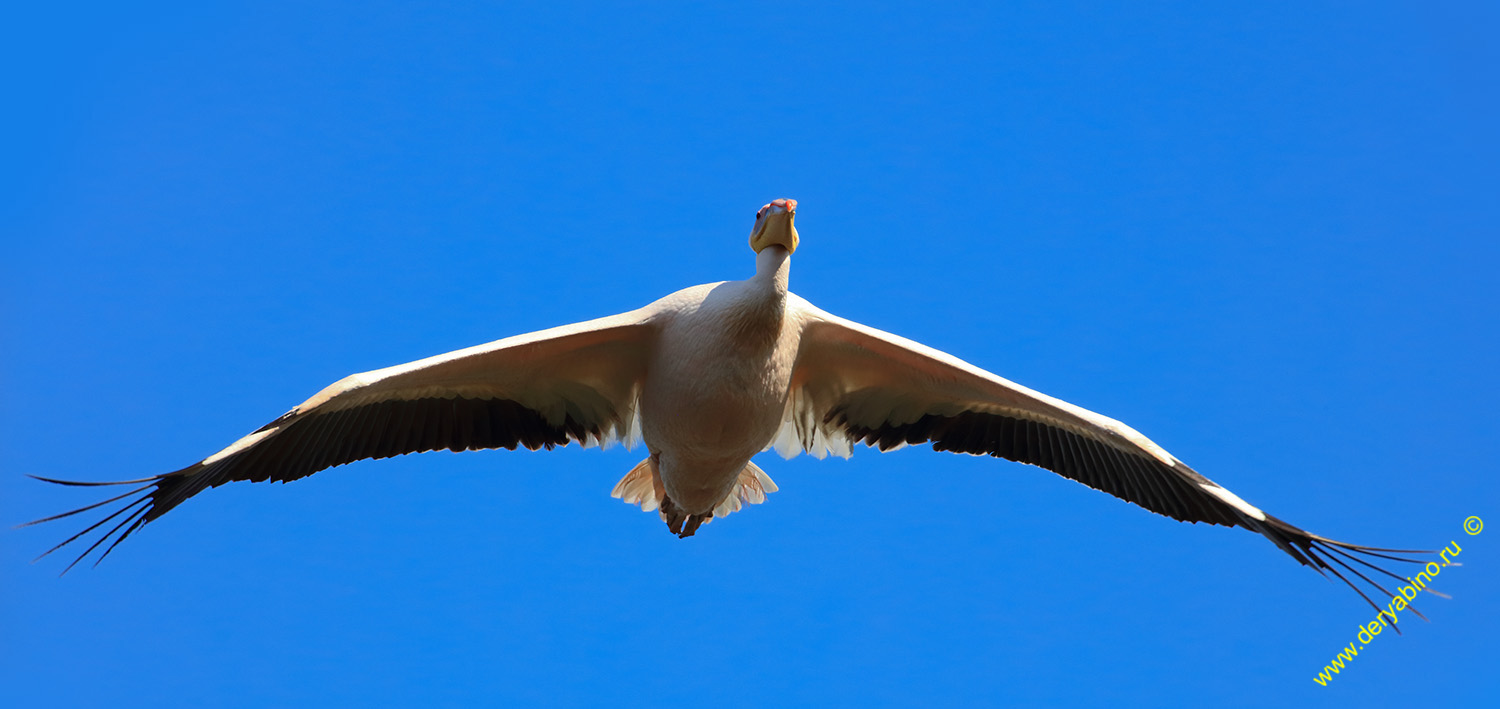   Pelecanus onocrotalus Great White Pelican