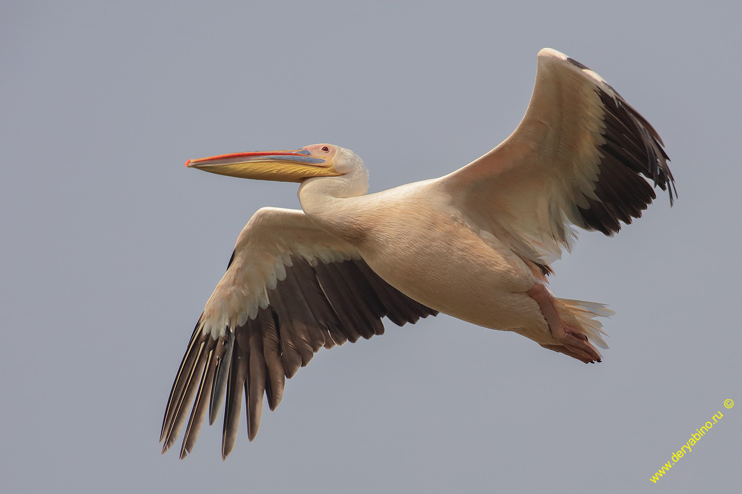   Pelecanus onocrotalus Great White Pelican