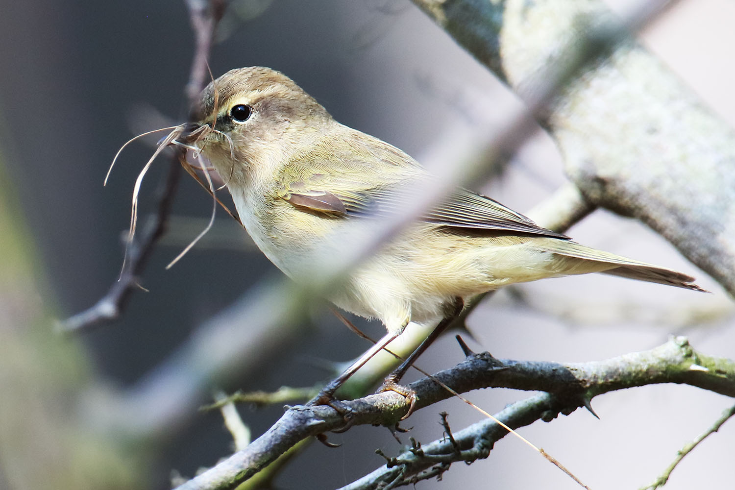   Phylloscopus bonelli Western Bonelli's warbler