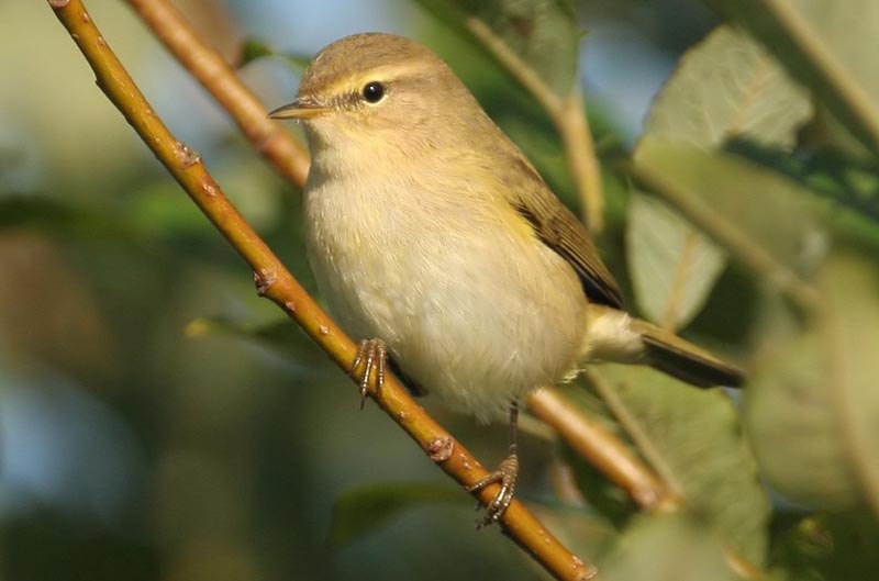 - Phylloscopus collybita Common Chiffchaff