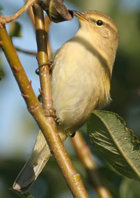 - Phylloscopus collybita Common Chiffchaff