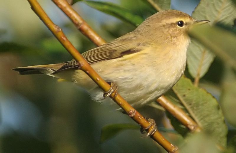 - Phylloscopus collybita Common Chiffchaff