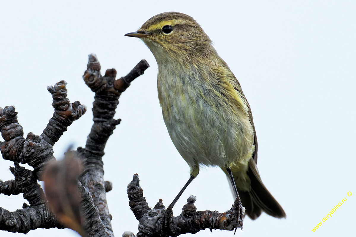 - Phylloscopus collybita Common Chiffchaff