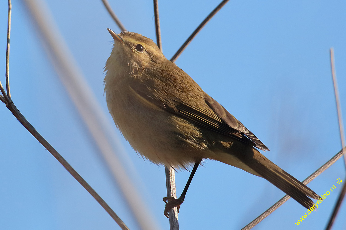 - Phylloscopus collybita Common Chiffchaff