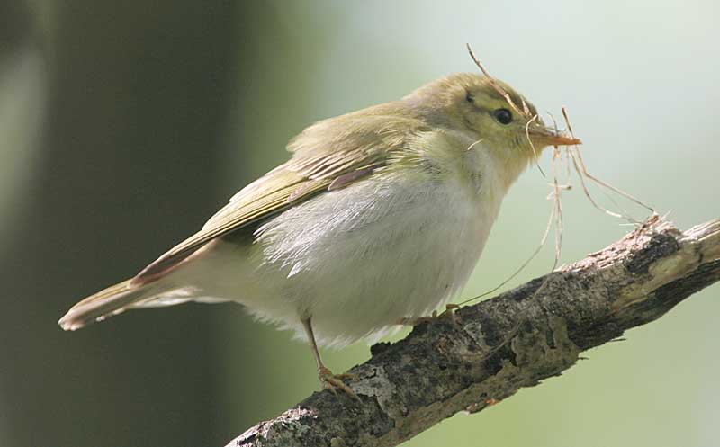 - Phylloscopus sibilatrix Wood Warbler
