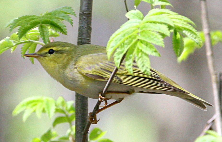 - Phylloscopus sibilatrix Wood Warbler