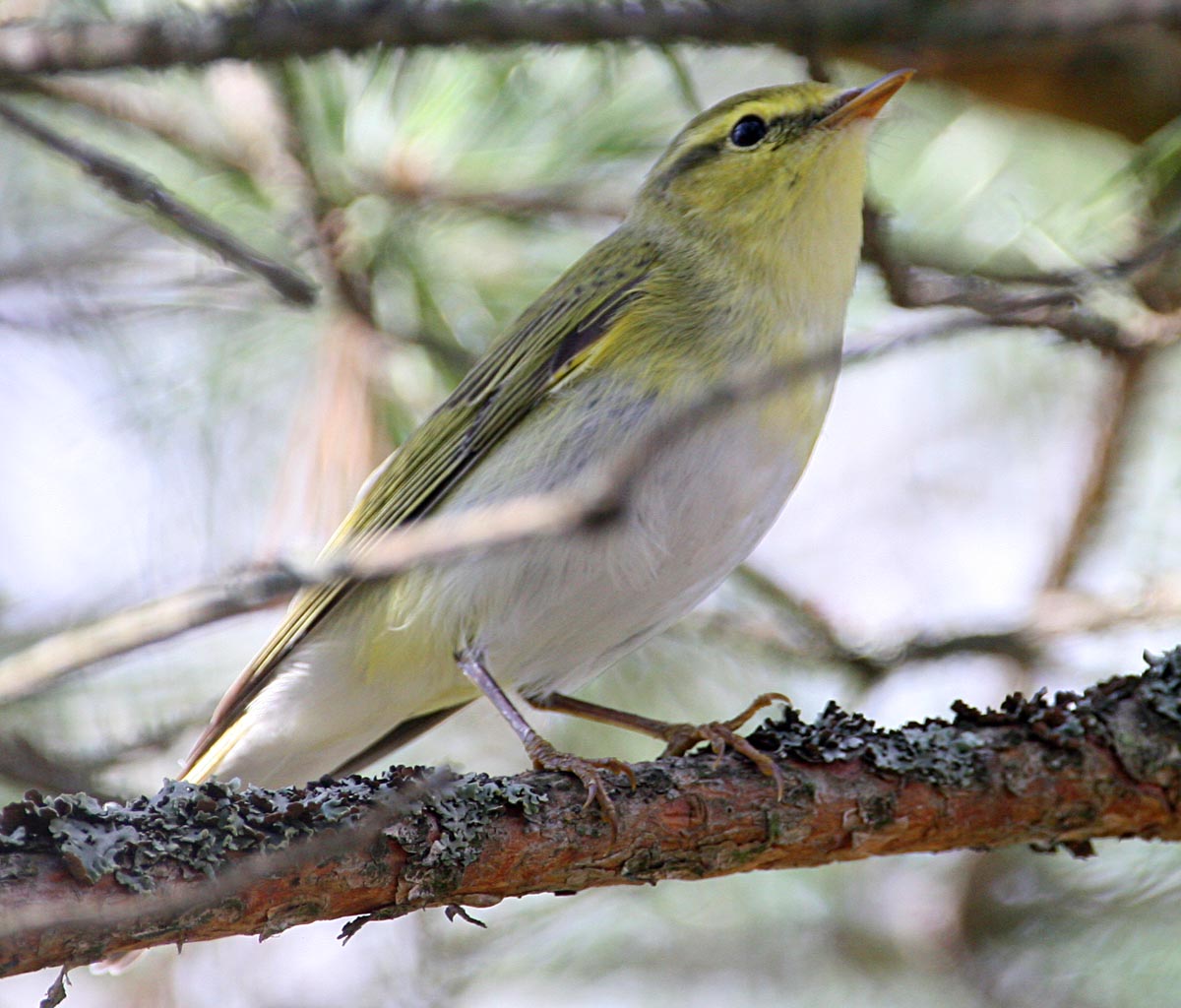 - Phylloscopus sibilatrix Wood Warbler