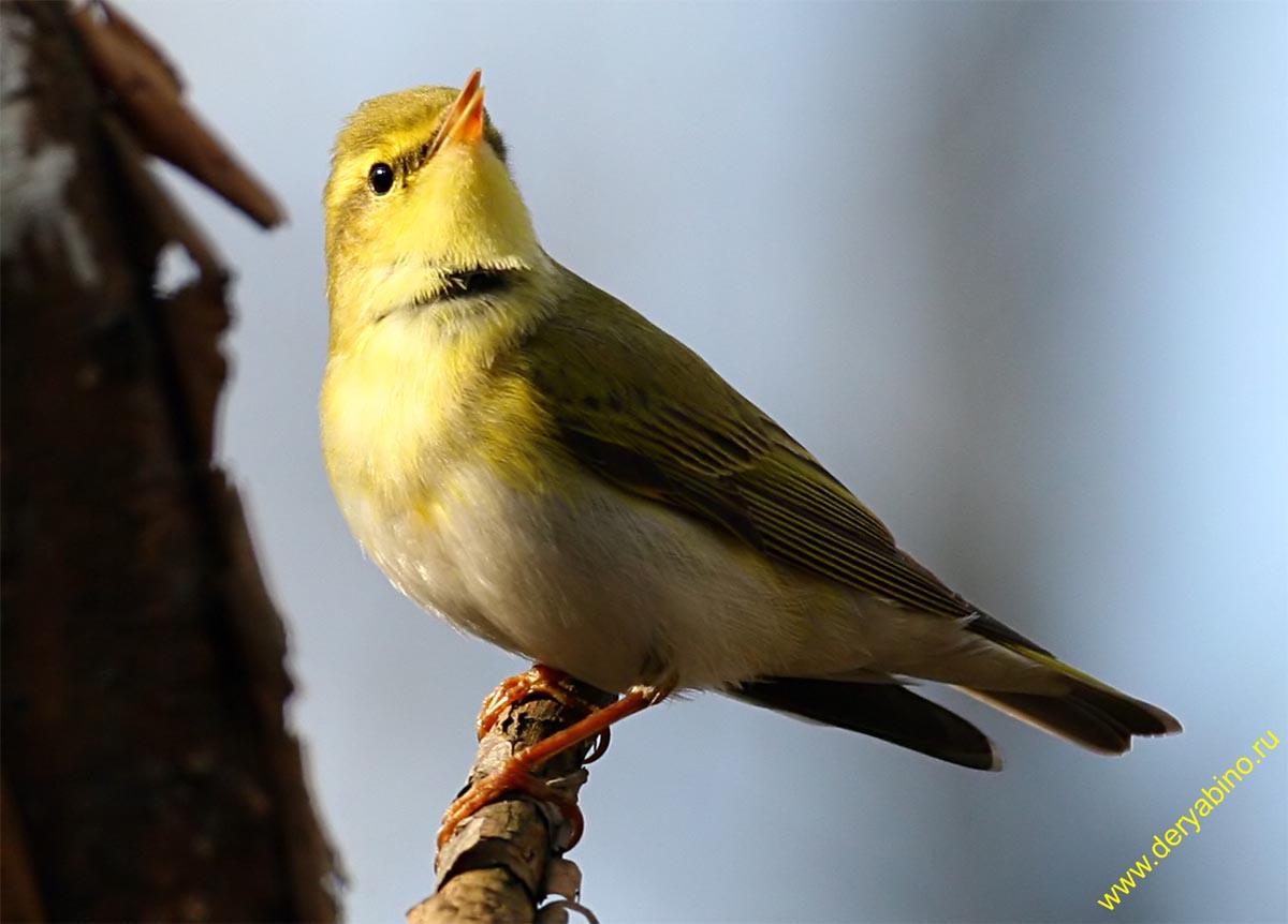 - Phylloscopus sibilatrix Wood Warbler