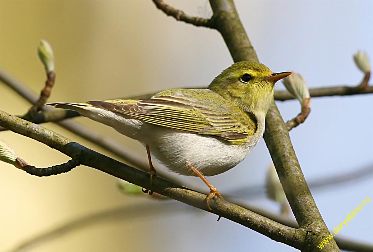 - Phylloscopus sibilatrix Wood Warbler