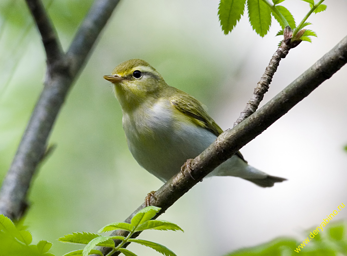 - Phylloscopus sibilatrix Wood Warbler