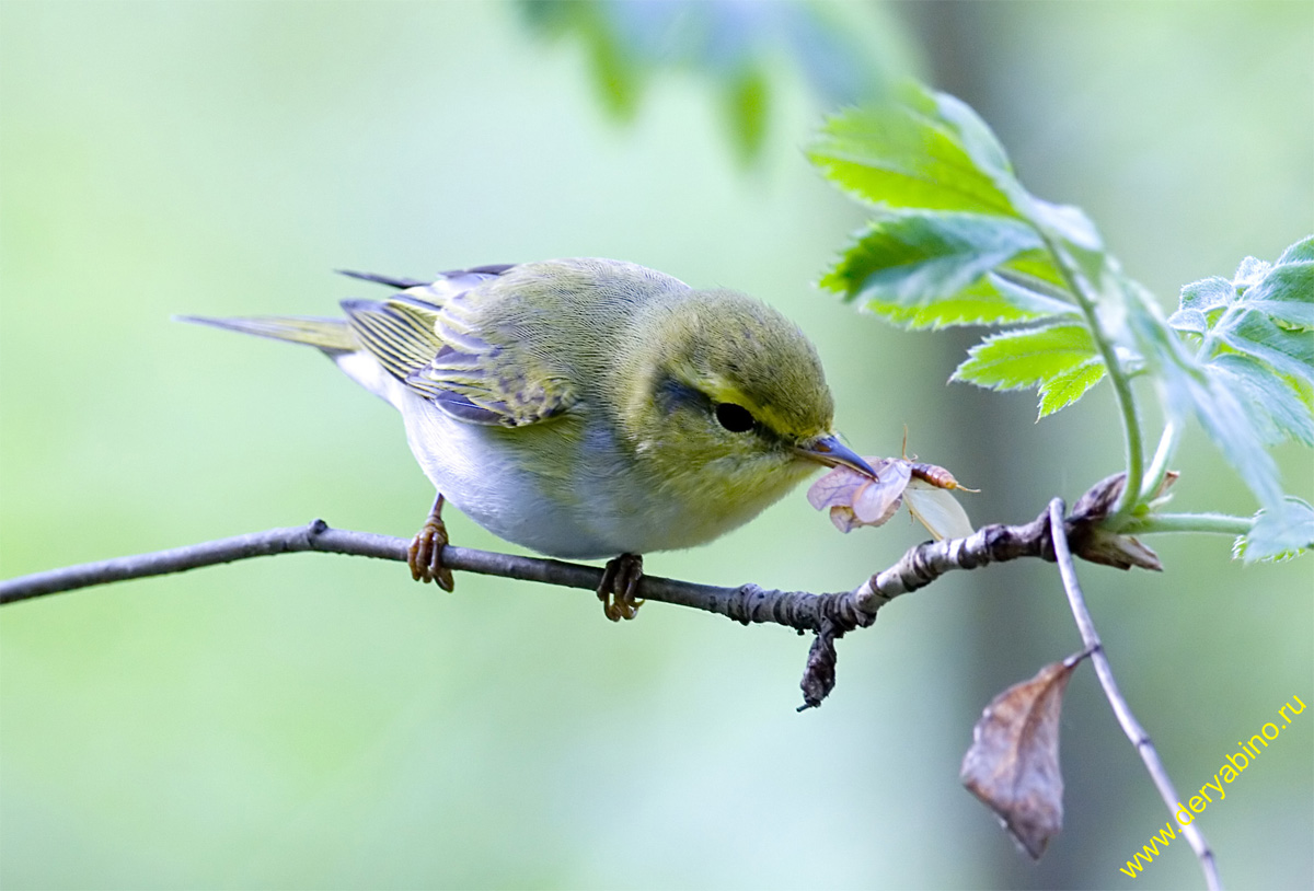 - Phylloscopus sibilatrix Wood Warbler