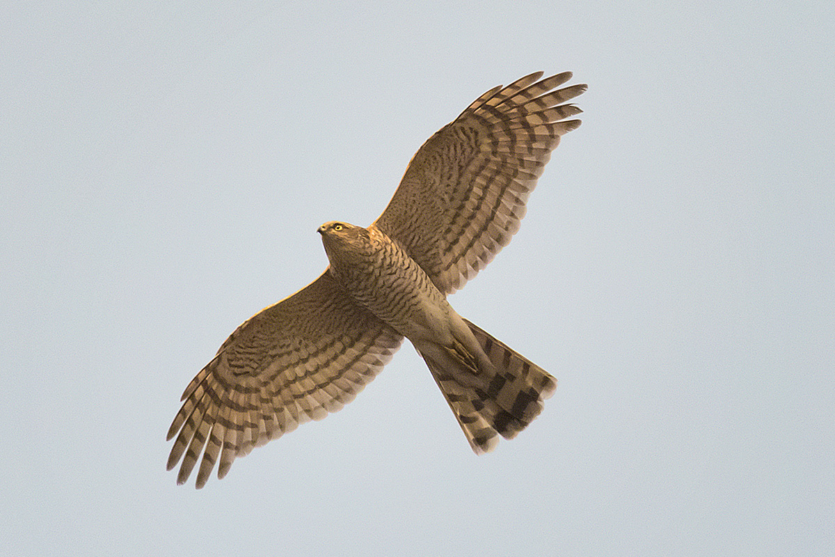   Accipiter virgatus Besra