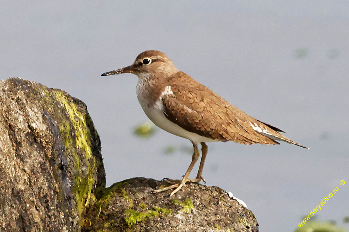 Перевозчик Actitis hypoleucos Common Sandpiper