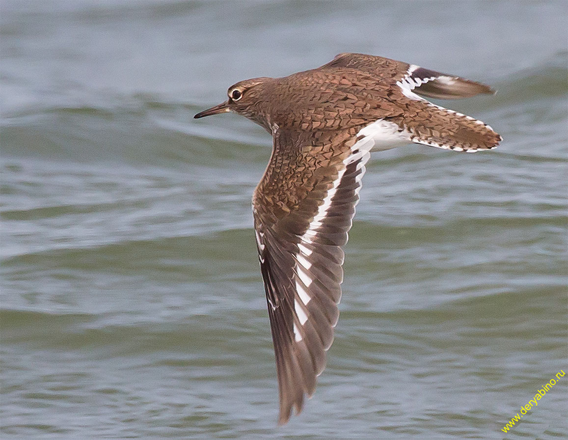 Перевозчик Actitis hypoleucos Common Sandpiper