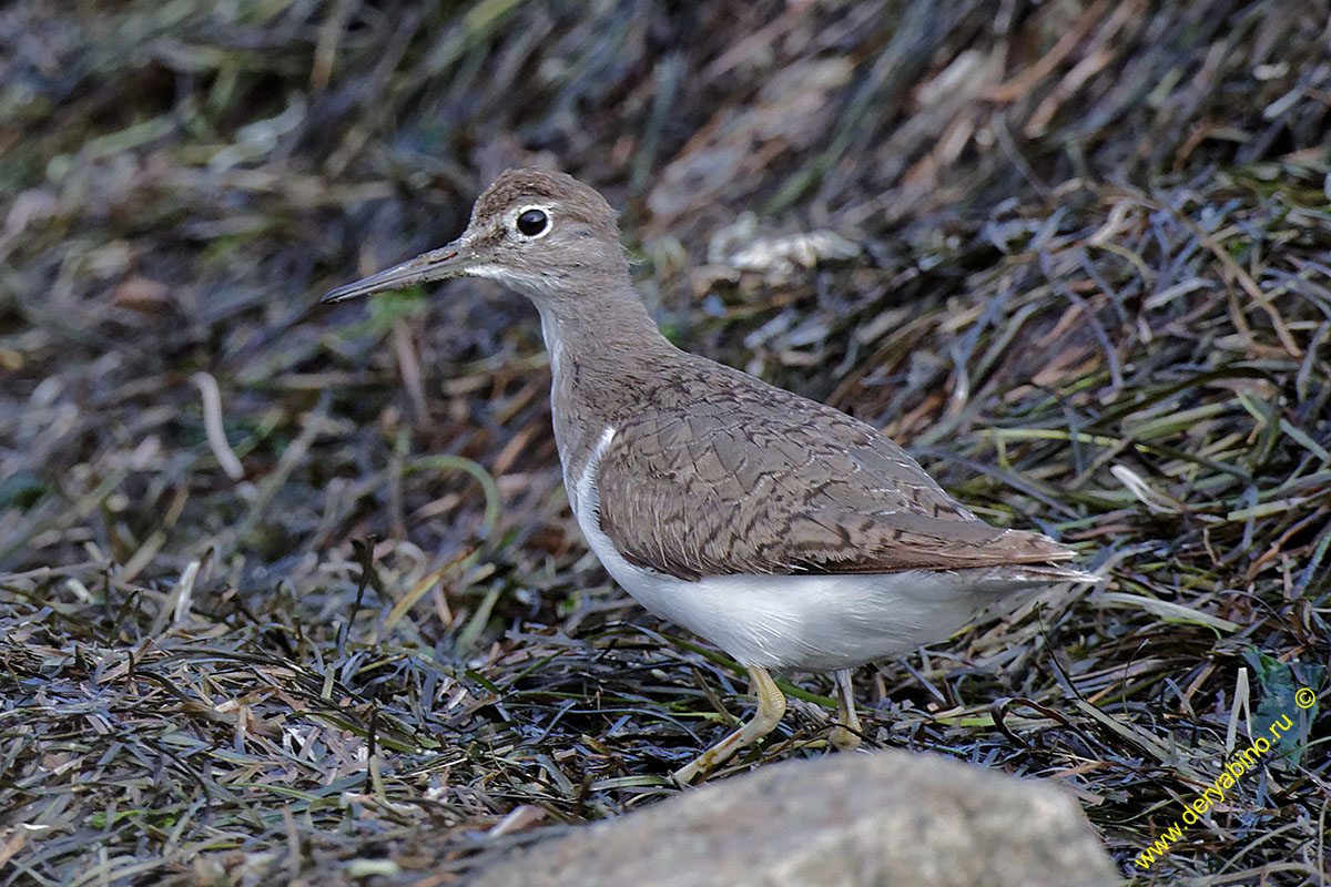 Перевозчик Actitis hypoleucos Common Sandpiper