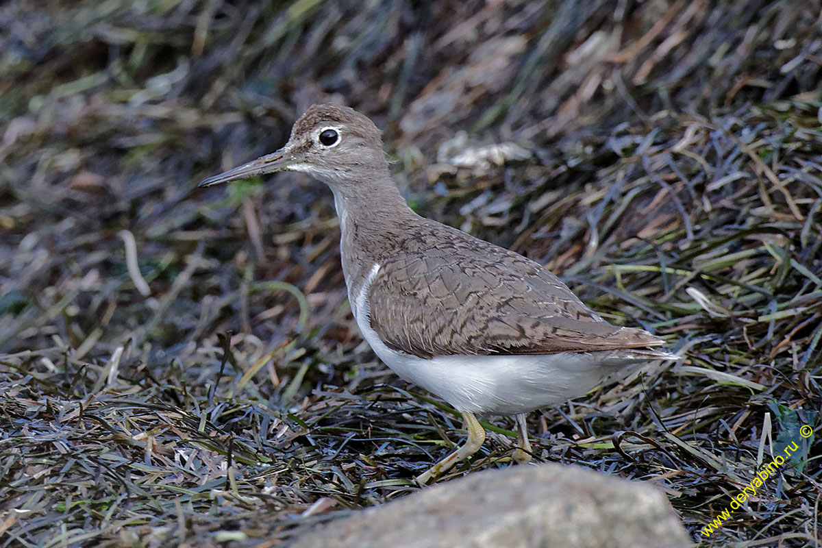  Actitis hypoleucos Common Sandpiper