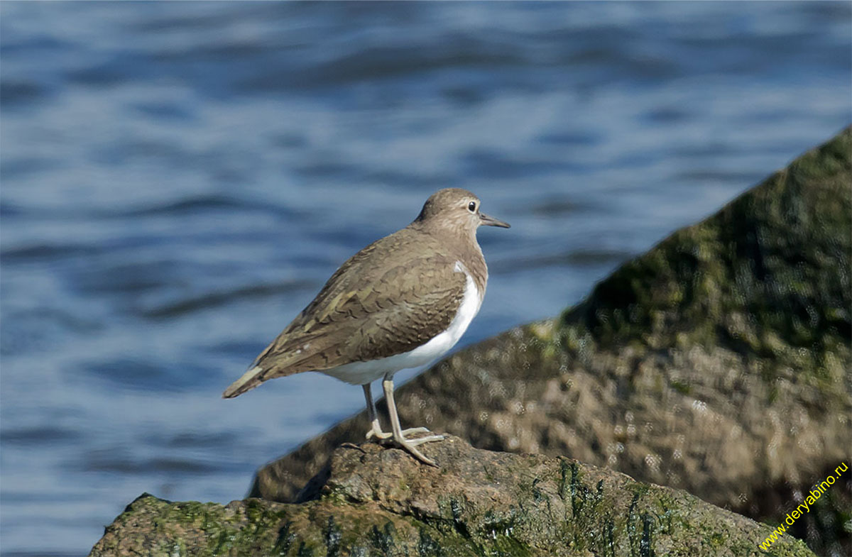 Перевозчик Actitis hypoleucos Common Sandpiper