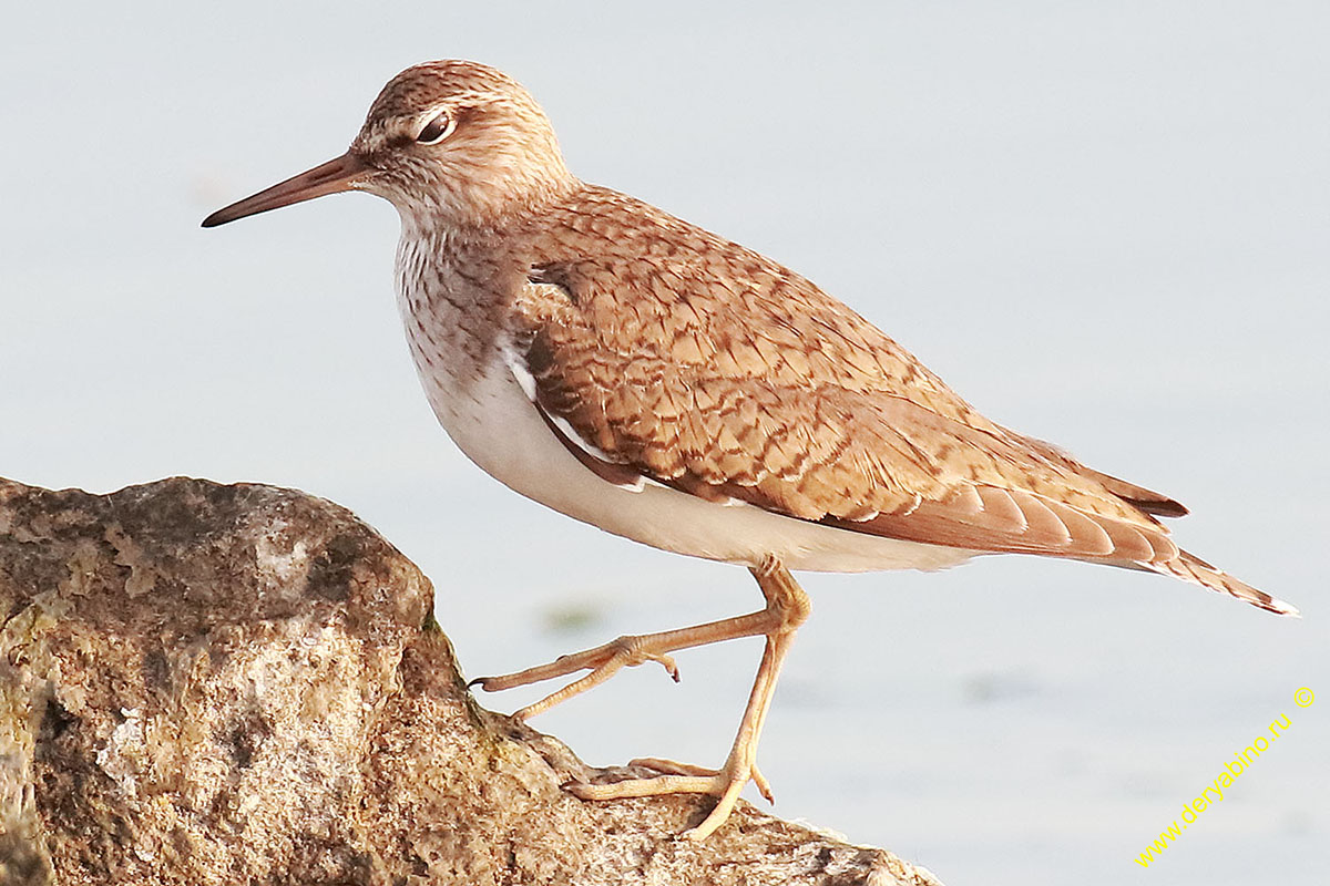 Перевозчик Actitis hypoleucos Common Sandpiper