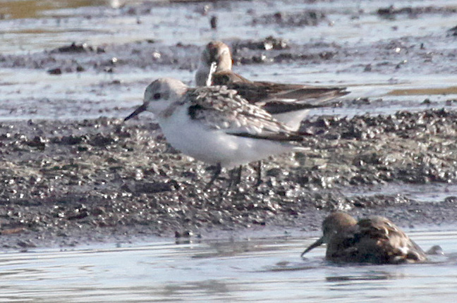  Falco columbarius Merlin