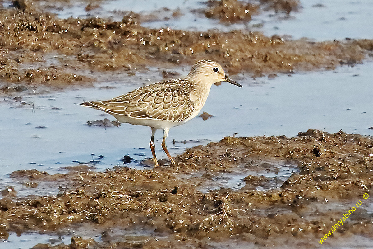   Calidris temminckii Temminick`s Stint