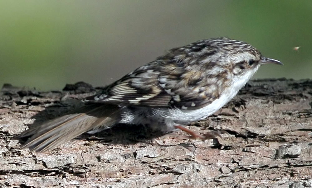  Certhia familiaris Eurasian Treecreeper