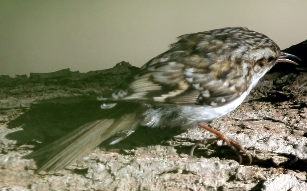  Certhia familiaris Eurasian Treecreeper