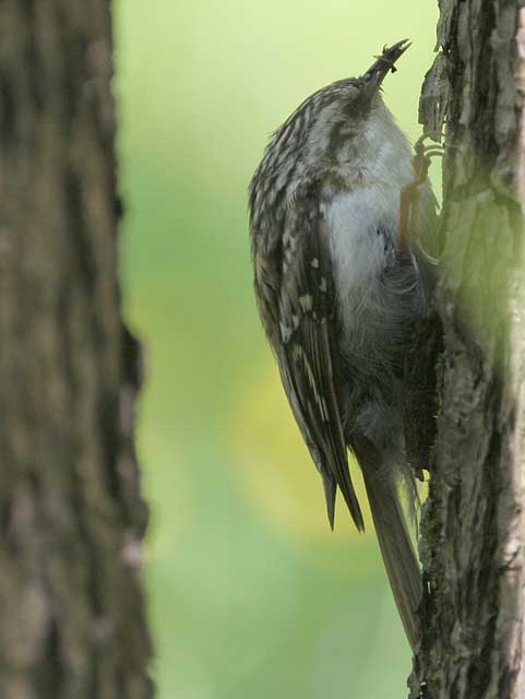  Certhia familiaris Eurasian Treecreeper