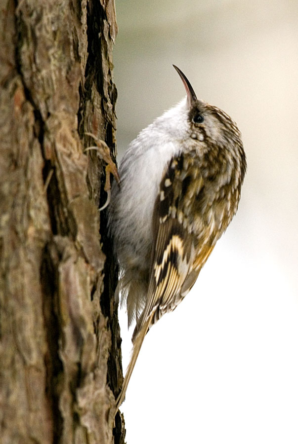  Certhia familiaris Eurasian Treecreeper