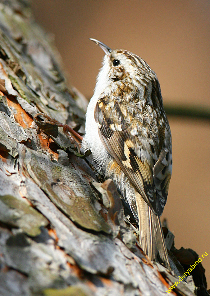  Certhia familiaris Eurasian Treecreeper