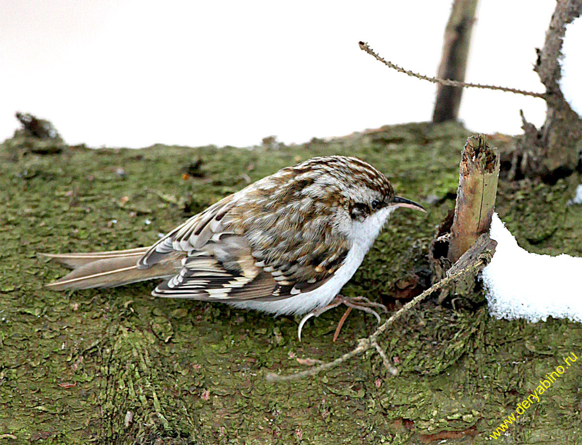  Certhia familiaris Eurasian Treecreeper