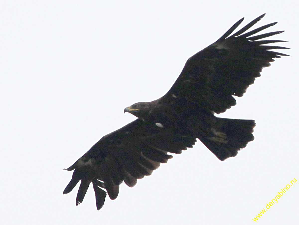   Aquila clanga Greater Spotted Eagle