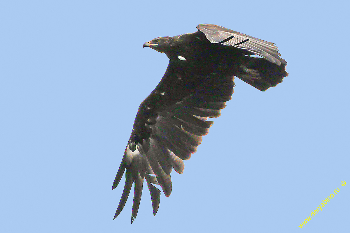   Aquila clanga Greater Spotted Eagle