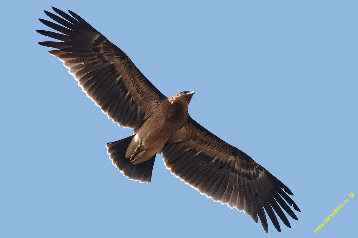   Aquila clanga Greater Spotted Eagle