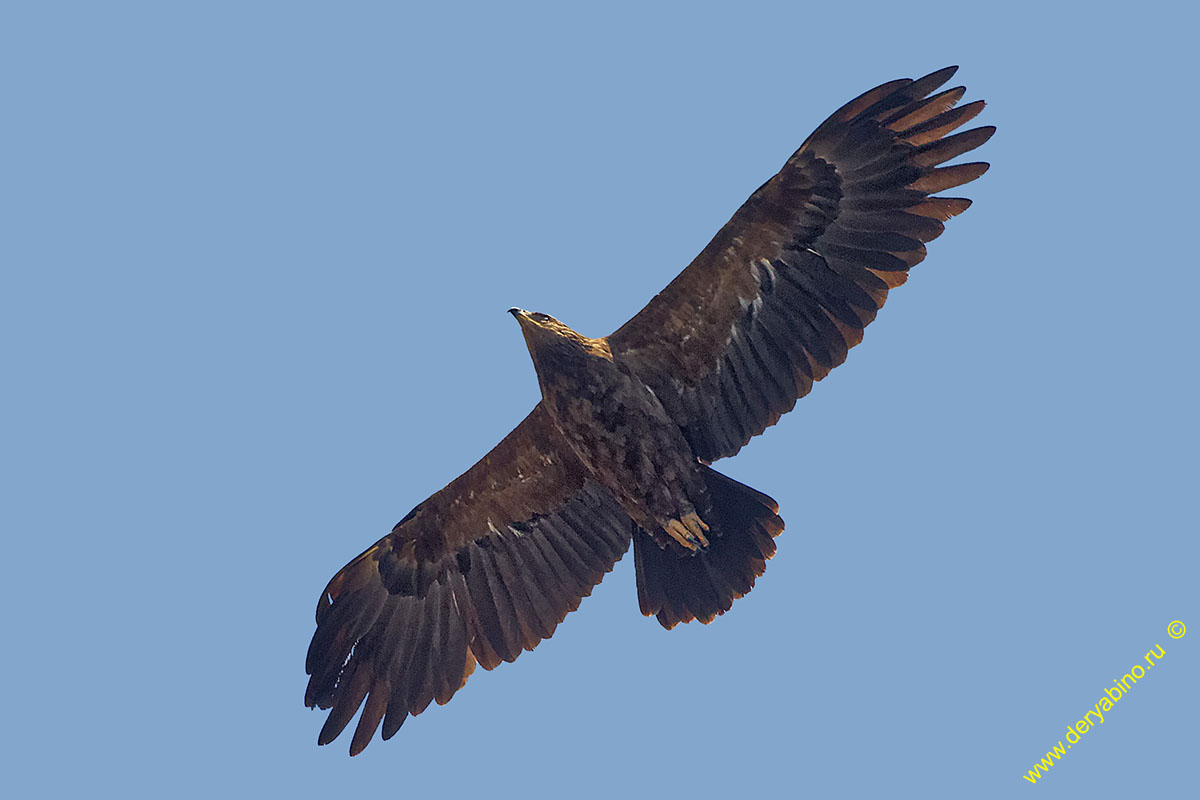   Aquila pomarina Lesser Spotted Eagle