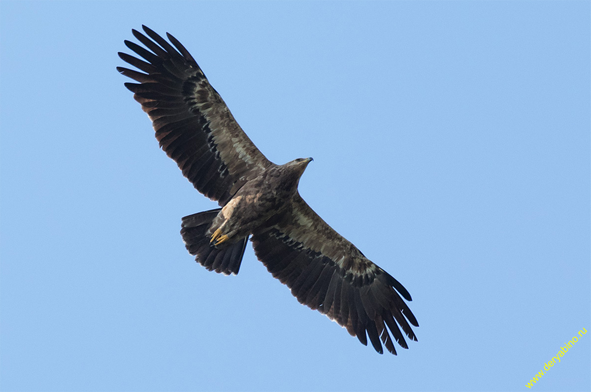   Aquila pomarina Lesser Spotted Eagle
