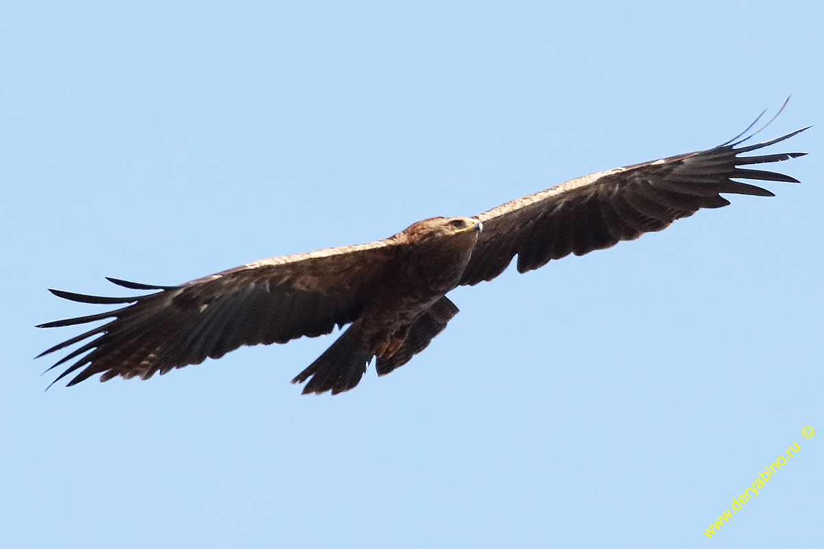   Aquila pomarina Lesser Spotted Eagle