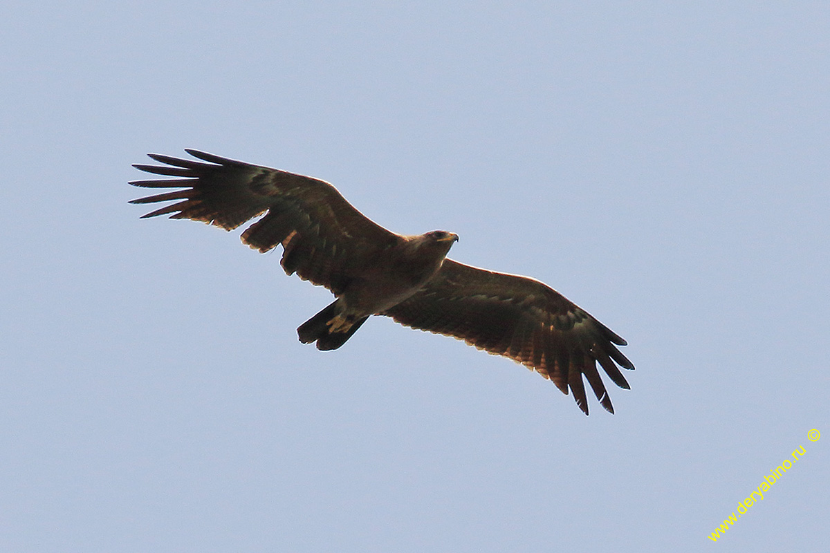   Aquila pomarina Lesser Spotted Eagle