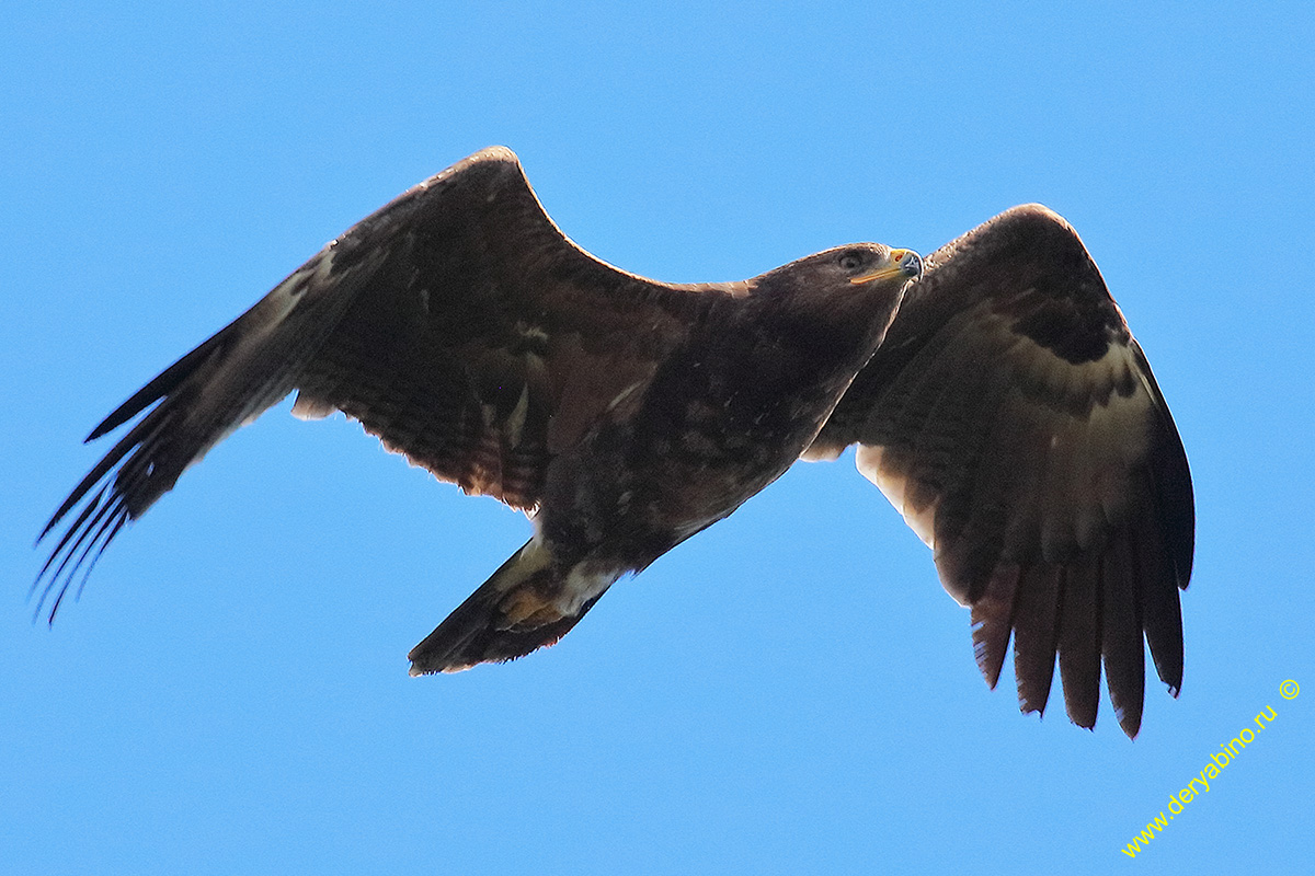   Aquila pomarina Lesser Spotted Eagle