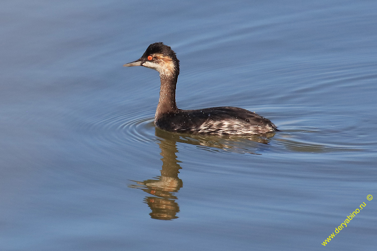   Podiceps auritus Slavoian Grebe