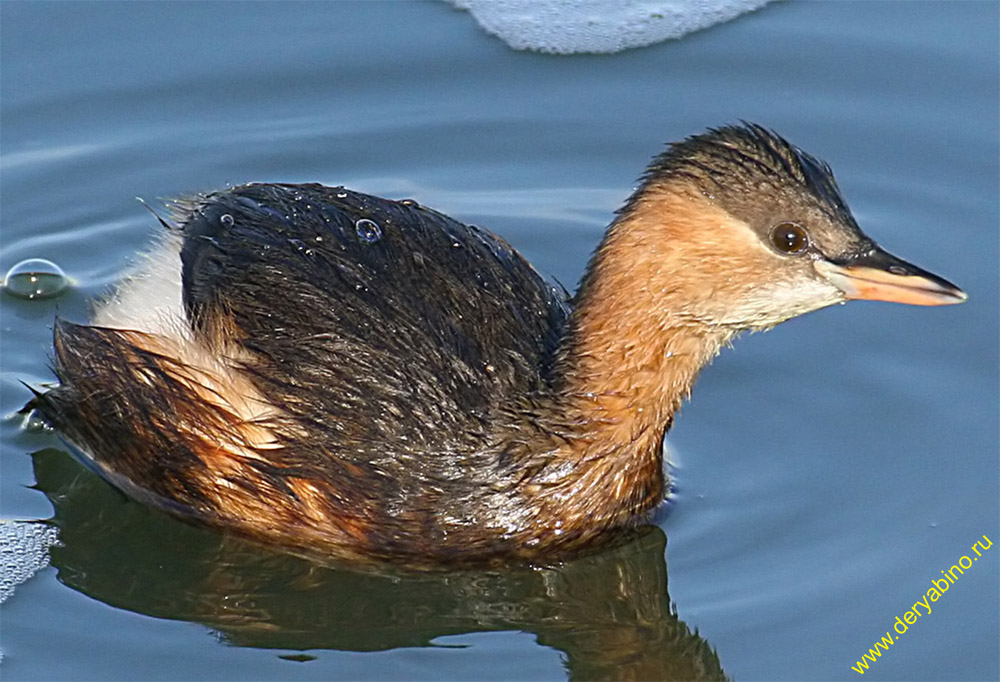   Tachybaptus ruficollis Little Grebe