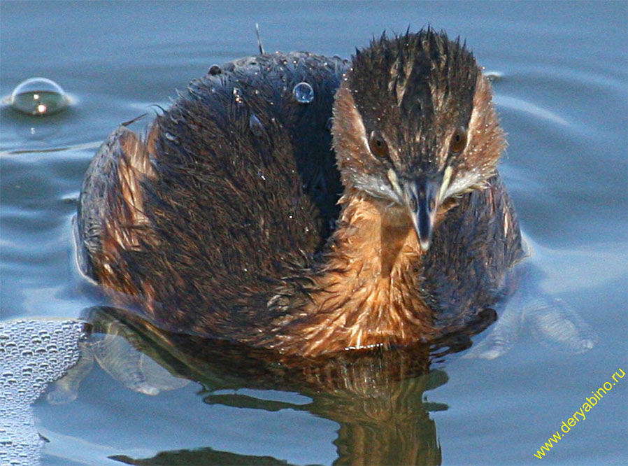   Tachybaptus ruficollis Little Grebe