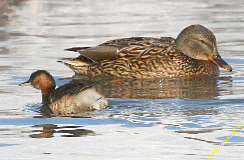   Tachybaptus ruficollis Little Grebe