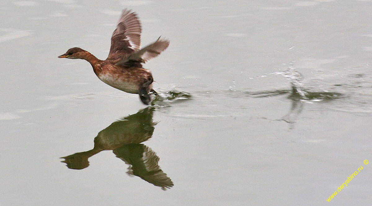   Tachybaptus ruficollis Little Grebe