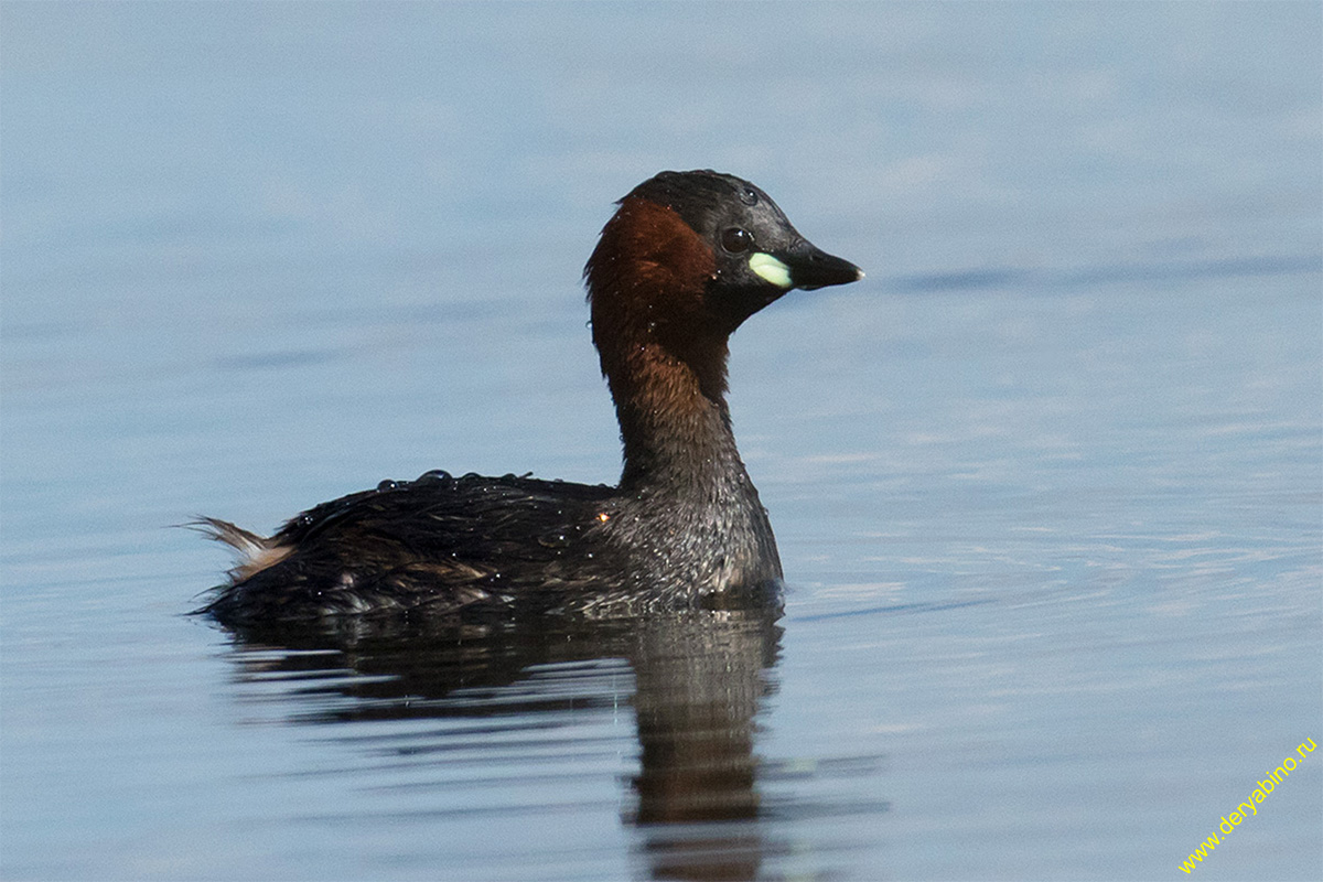   Tachybaptus ruficollis Little Grebe