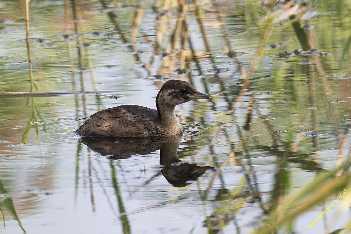   Tachybaptus ruficollis Little Grebe